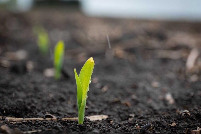 Roots Magazine: March 2022