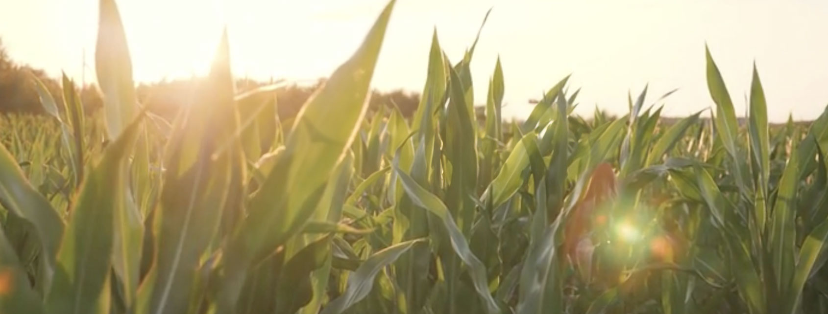 Photo of a corn field