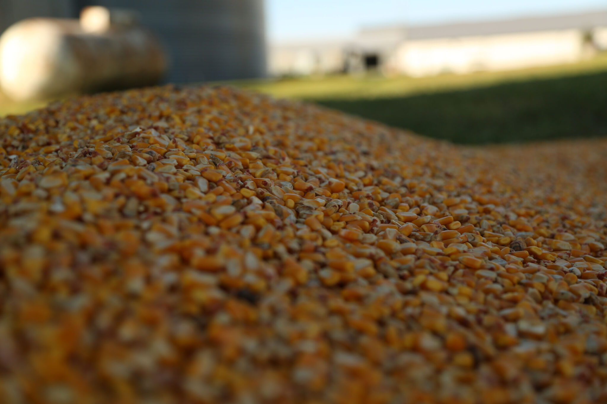 Radicle Growth Launches Corn Value Chain Challenge | Iowa Corn