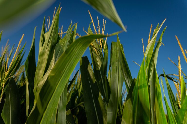 Iowa Corn Farmers Meet with Top DOJ Official on Fertilizer Industry Consolidation