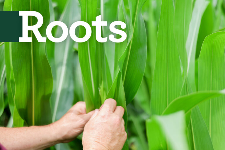 Advocating for Corn Growers: The ICGA PAC