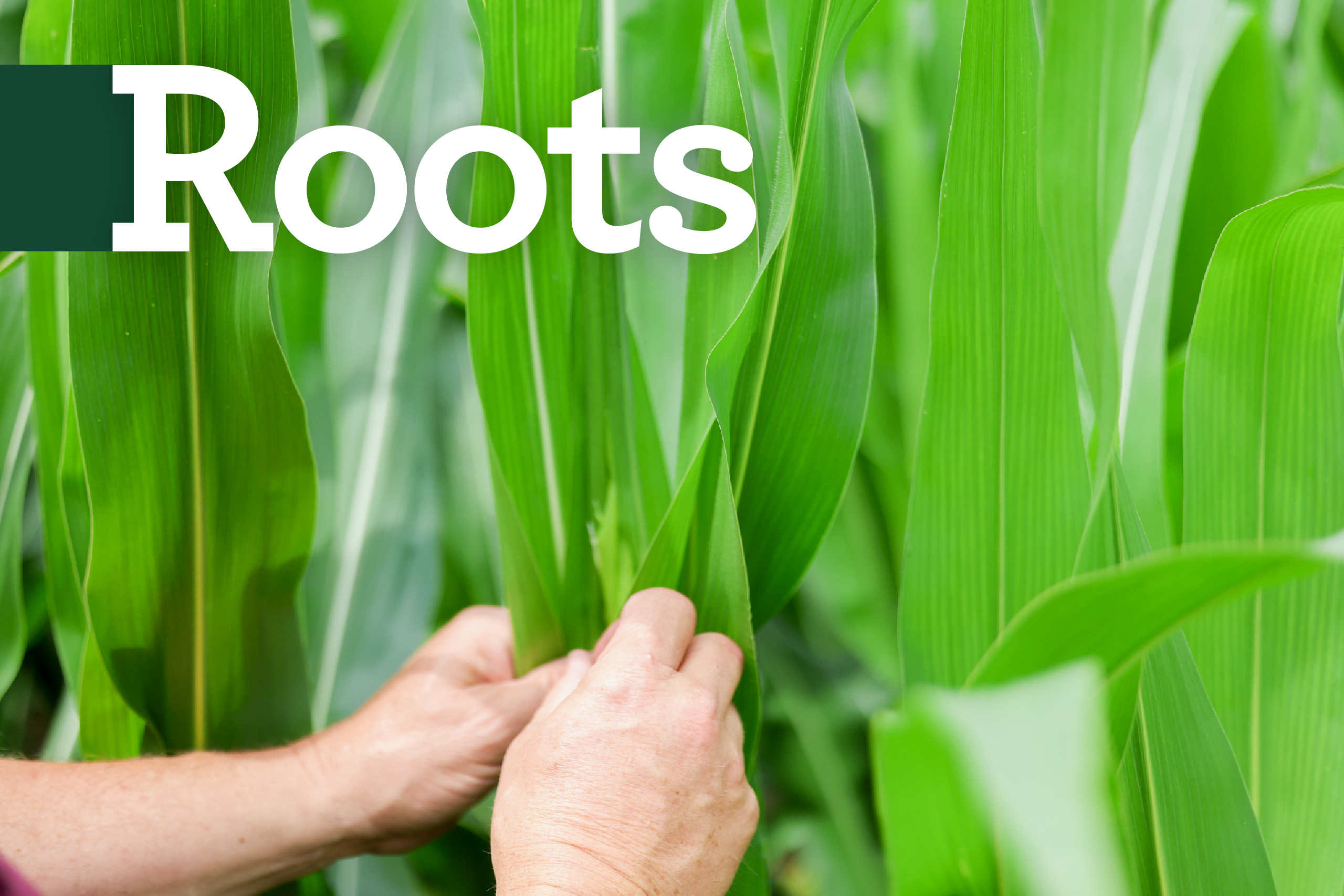 Advocating for Corn Growers: The ICGA PAC