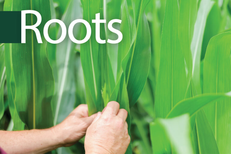 Advocating for Corn Growers: The ICGA PAC