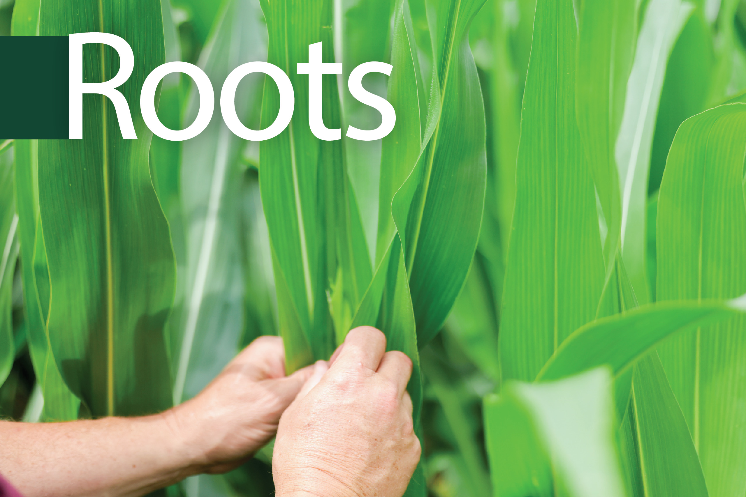 Advocating for Corn Growers: The ICGA PAC