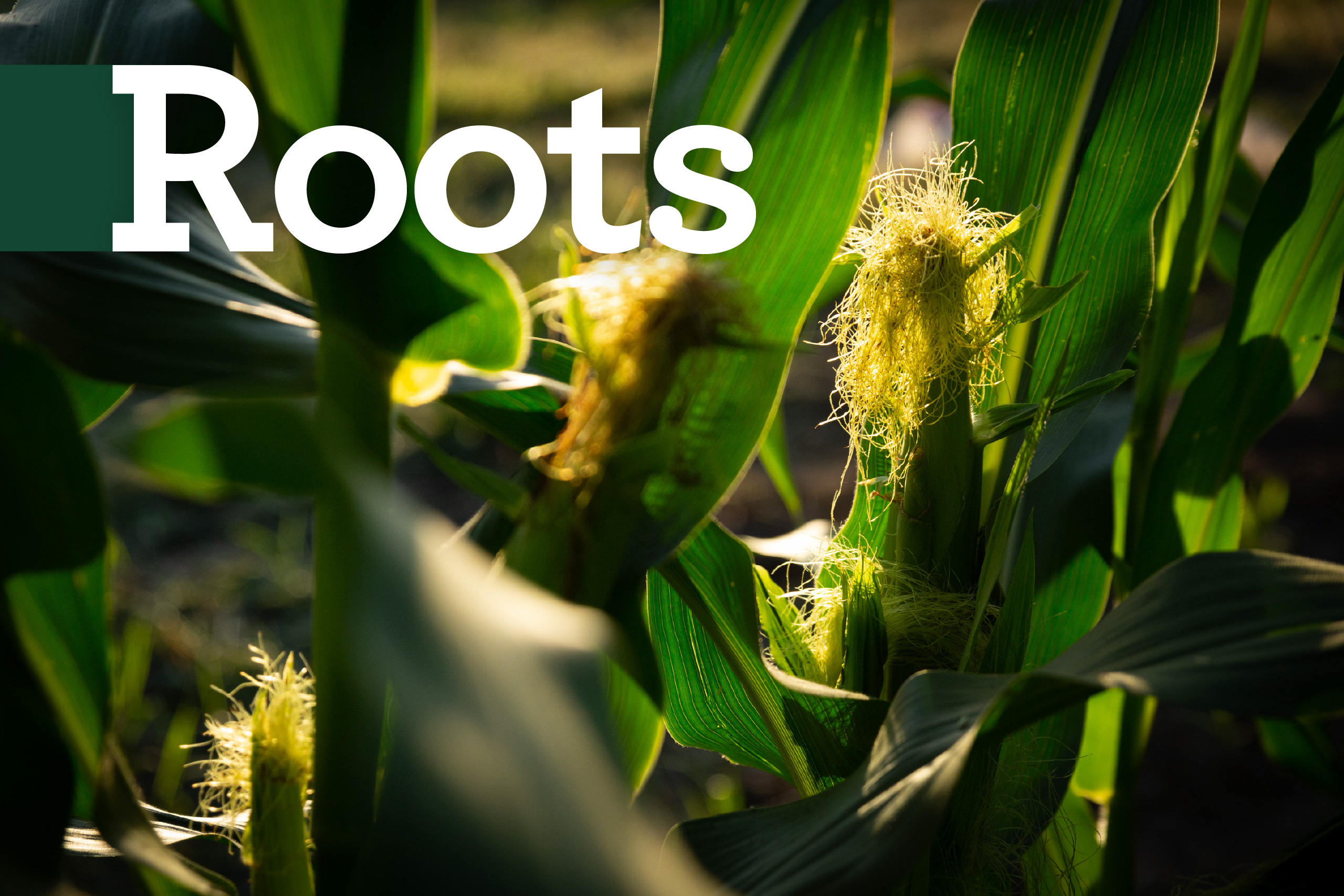 Growing Connections Through Farm Podcasts